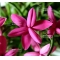 Rhodohypoxis 'Claudia' 1.4 litre pot
