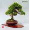 Mini bonsai lot de 8 livres.