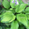 Hosta Amalia