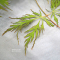 Acer x pseudosieboldianum Ice Dragon_