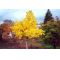 Ginkgo biloba de semis en godet