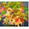 acer buergerianum en godet