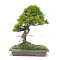 Juniperus chinensis itoigawa 080902314