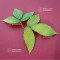 acer maximowiczianum