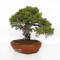 juniperus chinensis itoigawa ref 12020255