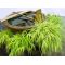 hakonechloa macra aureola livrée pot plastique