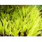 hakonechloa all gold livrée en pot plastique