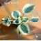 Hosta Blue ivory