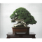 BONSAI FOCUS N° 111