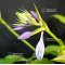 Hosta Spritzer