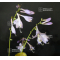 Hosta Silver threads and golden needles