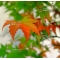 ACER PALMATUM en godet