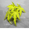 acer palmatum ANNE IRENE ®