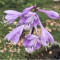 hosta lemon snap