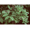 acer maximowiczianum