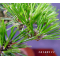 Pinus thunbergii kotobuki 30-35 cm