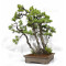 PINUS PENTAPHYLLA ref: 08080251