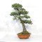 PINUS PENTAPHYLLA ref: 12020252