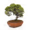 juniperus chinensis itoigawa ref 12020255