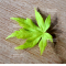 Acer palmatum going green ® variété protégée