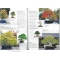 BONSAI FOCUS N° 90