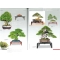 BONSAI FOCUS N° 102