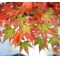 ACER PALMATUM en godet