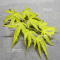 acer palmatum ANNE IRENE ®