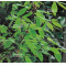 acer maximowiczianum