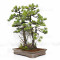 PINUS PENTAPHYLLA ref: 08080251
