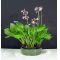 Hosta Whirlwind