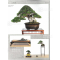 BONSAI FOCUS N° 108