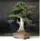 Mini bonsai N°8 genevrier rigida K. Gun