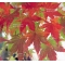 ACER PALMATUM en godet lot de 10 plants