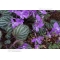violette de Corée