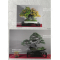 BONSAI FOCUS N° 109