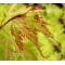 acer palmatum ANNE IRENE ®