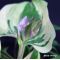 Hosta Blue ivory