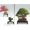 BONSAI FOCUS N° 94