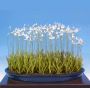 habenaria radiata vendu à l'unité. pot bonsai