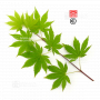 Graines d'Acer shirasawanum isis