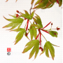 graines-d-acer-matsumurae-lutescens