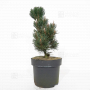 pinus-thunbergii-kotobuki-40-60-cm