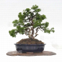juniperus-chinensis-itoigawa-160402112