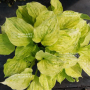 Hosta Golden needles