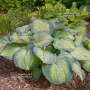 Hosta Margie's angel