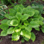 Hosta Ruffed up