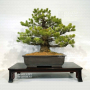 pinus-pentaphylla-du-japon-ref-18020222