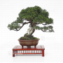 juniperus-chinensis-itoigawa-17030222