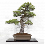 pinus-pentaphylla-07040221